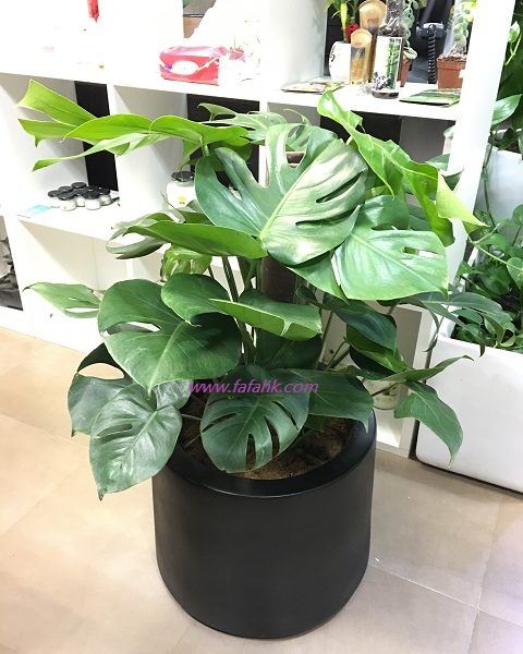 龜背竹