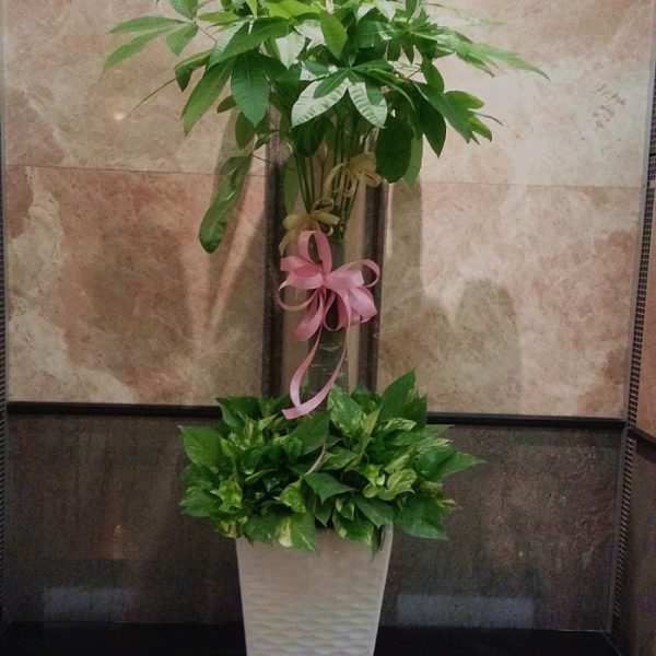 發財樹