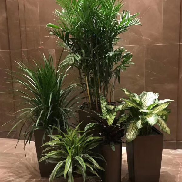 盆栽組合
