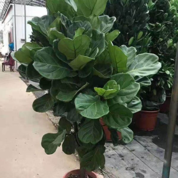 琴葉榕