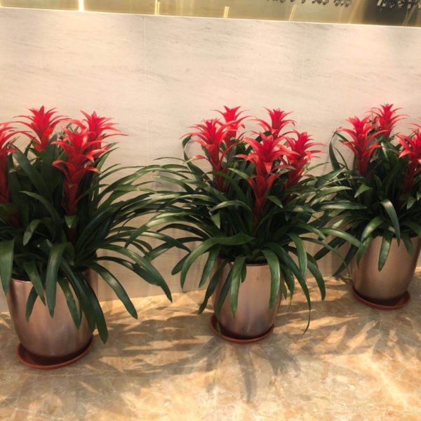 紅星(財運亨通)三組合