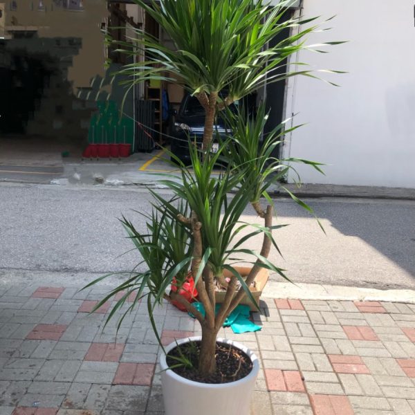 龍血樹(千年木)