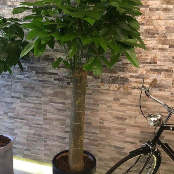 發財樹