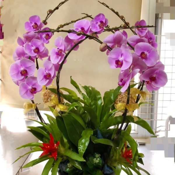 大粉花6枝