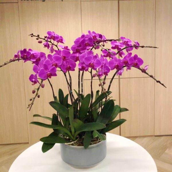 大紅花8支