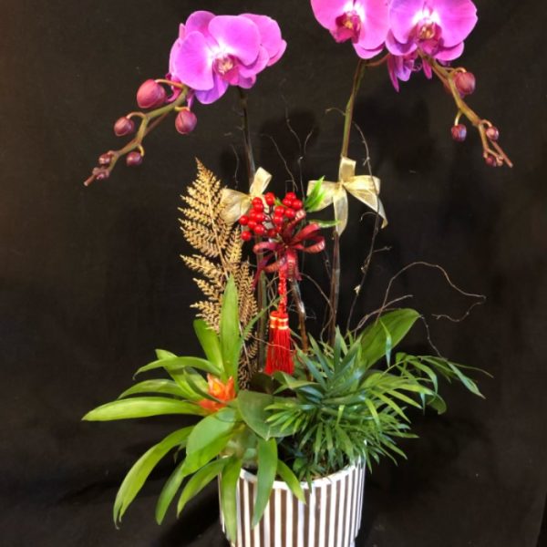 蘭花2支