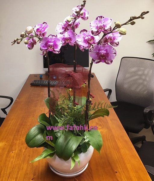 蘭花3支