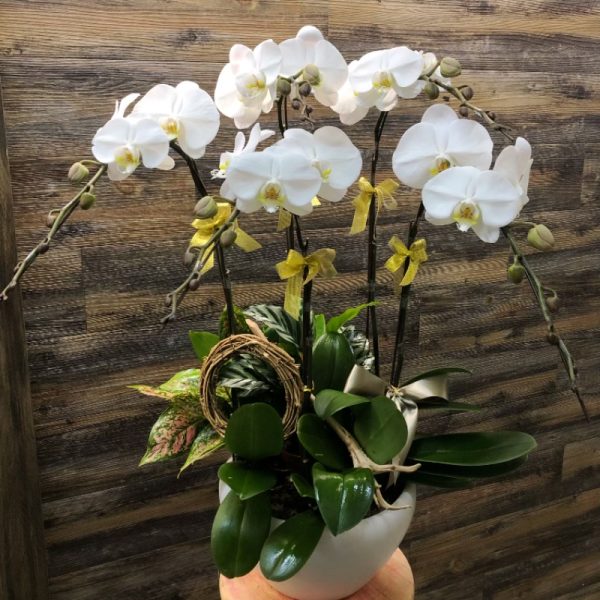 大白花6枝