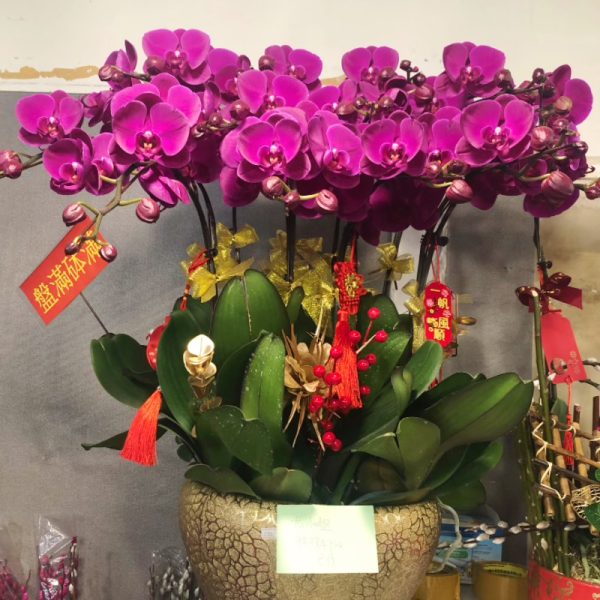 蘭花12支
