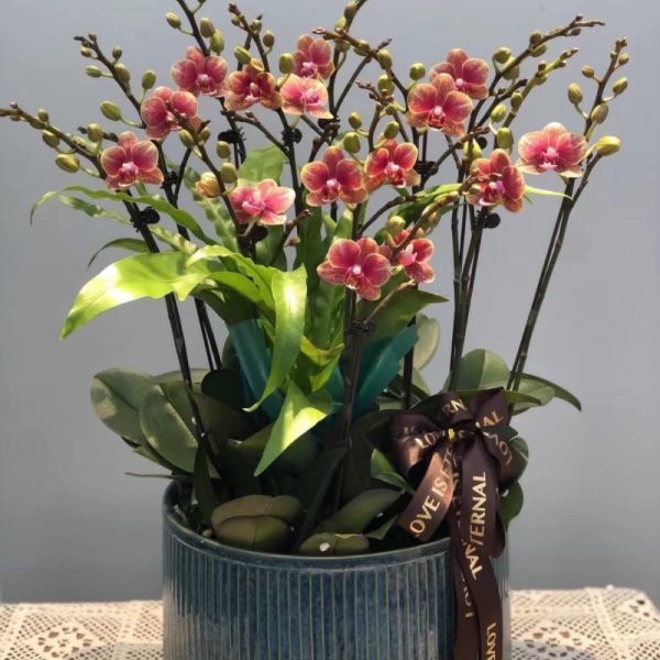 小花12支