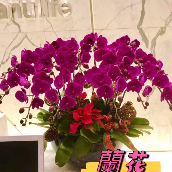 蘭花16枝
