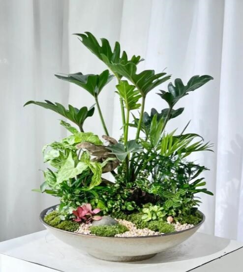#小植物盆栽