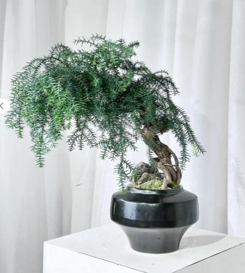 #小植物盆栽