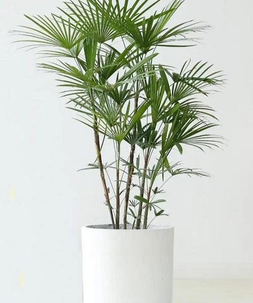 #小植物盆栽