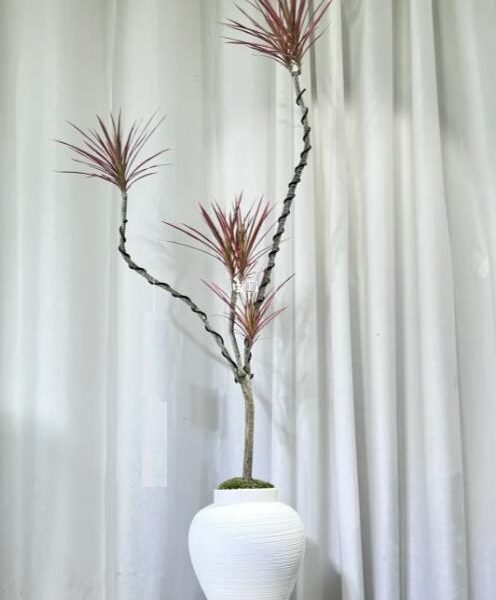 #小植物盆栽