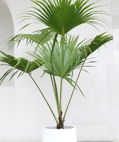 #小植物盆栽