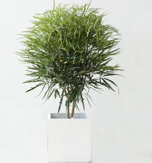 #小植物盆栽