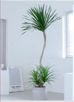#小植物盆栽