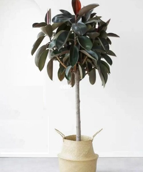 #小植物盆栽
