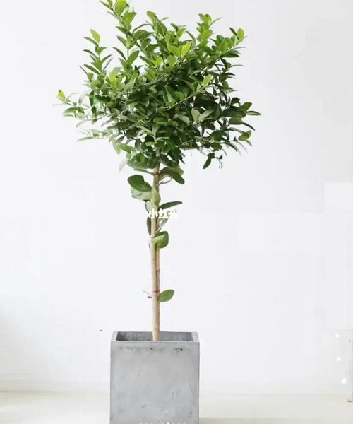 #植物盆栽